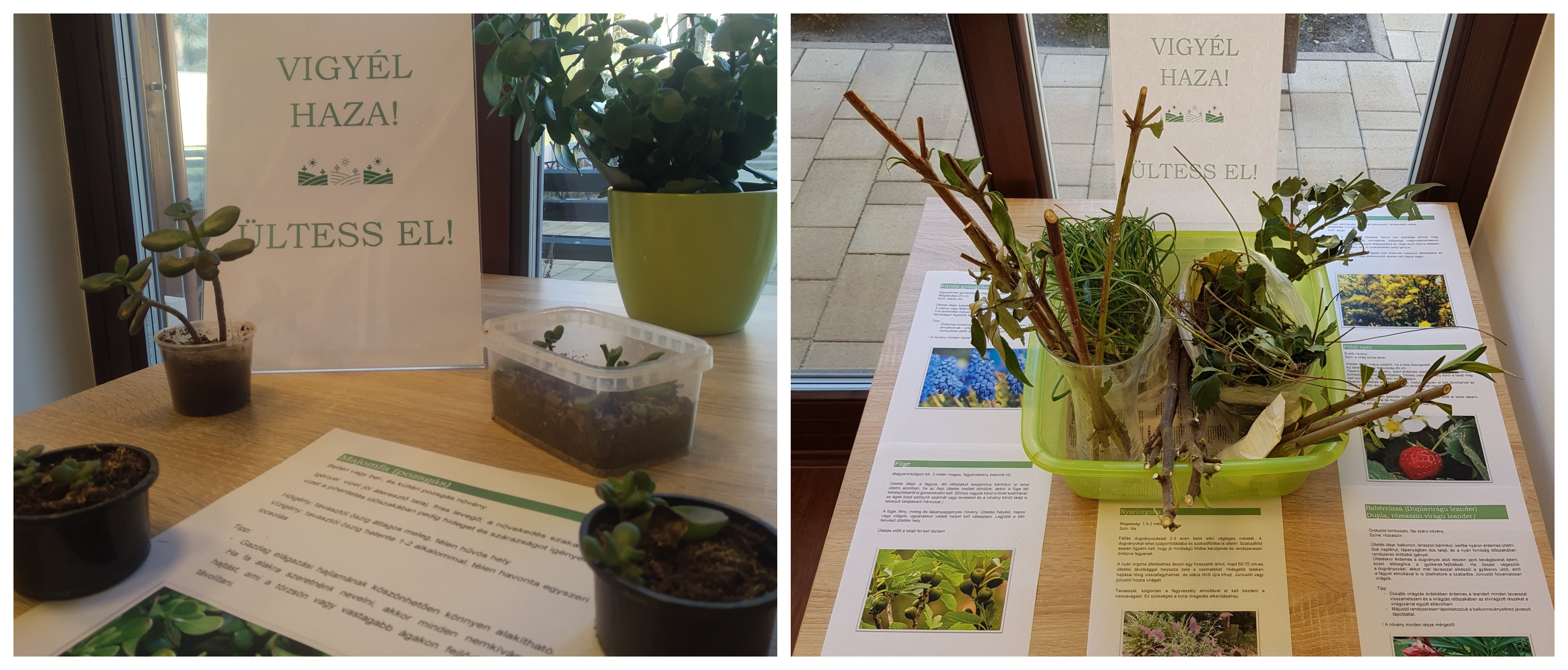 Növényadoptáló Pont